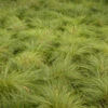 Prairie Dropseed -Great Garden Plants 620Sporobolusheterolepis 1