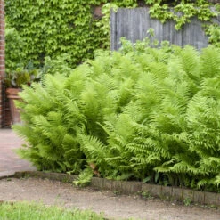Ostrich Fern -Great Garden Plants 626543a673f8afd08445d32991d15d27