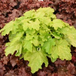 Dressed Up™ Ball Gown Coral Bells 8 Dressed Up™ Ball Gown Coral Bells -Great Garden Plants 652 Ball Gown Heuchera 2