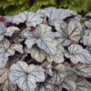 Dolce® 'Frosted Berry' Coral Bells -Great Garden Plants 654 Dolce Frosted Berry Heuchera 1