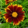 Uptick™ Red Tickseed 1 Uptick™ Red Tickseed -Great Garden Plants 660 Uptick Red Tickseed