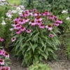Color Coded® 'The Fuchsia Is Bright' Coneflower 2 Color Coded® 'The Fuchsia Is Bright' Coneflower -Great Garden Plants 661 Color Coded The Fuchsia Is Bright Coneflower 1