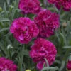 Fruit Punch® 'Funky Fuchsia' Dianthus 2 Fruit Punch® 'Funky Fuchsia' Dianthus -Great Garden Plants 661 Fruit Punch Funky Fuchsia Dianthus 1