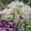'Undaunted' Muhlygrass -Great Garden Plants 665 Undaunted Muhlygrass 1
