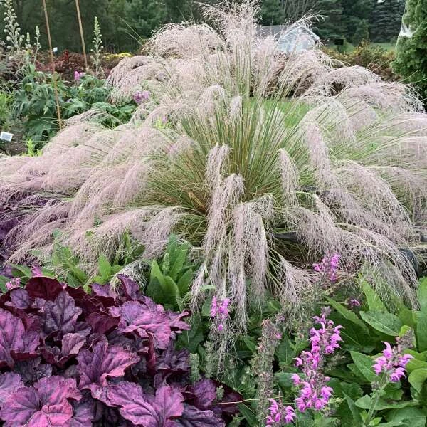 'Undaunted' Muhlygrass 3 'Undaunted' Muhlygrass