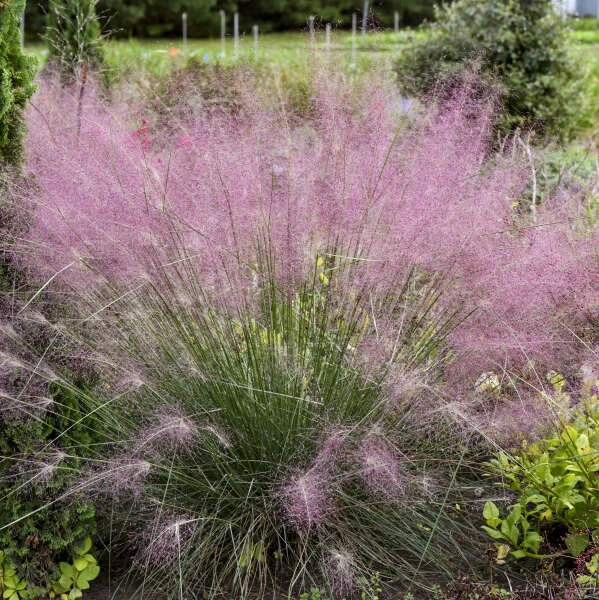 'Undaunted' Muhlygrass 4 'Undaunted' Muhlygrass - Image 2
