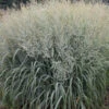 Prairie Winds® 'Niagara Falls' Switchgrass -Great Garden Plants 666 Prairie Winds Niagara Falls Switchgrass 2