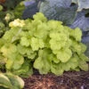 Primo® Pistachio Ambrosia Coral Bells 2 Primo® Pistachio Ambrosia Coral Bells -Great Garden Plants 669 Primo Pistachio Ambrosia Coral Bells 1