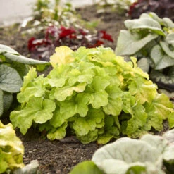 Primo® Pistachio Ambrosia Coral Bells 8 Primo® Pistachio Ambrosia Coral Bells -Great Garden Plants 669 Primo Pistachio Ambrosia Coral Bells 3