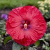 Summerific® 'Valentine's Crush' Perennial Hibiscus 1 Summerific® 'Valentine's Crush' Perennial Hibiscus -Great Garden Plants 671 Summerific Valentine s Crush Prennial Hibiscus 2