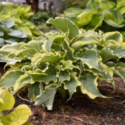 Shadowland® 'Voices In The Wind' Hosta -Great Garden Plants 675 Shadowland Voices In The Wind Hosta 4