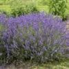 'Imperial Gem' Lavender -Great Garden Plants 677 Imperial Gem Lavender 1