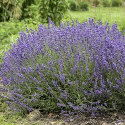 'Imperial Gem' Lavender -Great Garden Plants 677 Imperial Gem Lavender 2