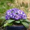 Bouquet Perfect™ 'Blue Ripples' Primrose -Great Garden Plants 67c8c999ce0f78987d15628365e8cf16