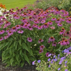 PowWow® Wild Berry Coneflower -Great Garden Plants 67e5e69a254d934546bfa5ca86736fa0