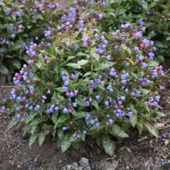 'Pink-a-Blue' Lungwort 8 'Pink-a-Blue' Lungwort -Great Garden Plants 684 Pink A Blue Lungwort 2