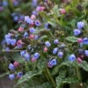 'Pink-a-Blue' Lungwort -Great Garden Plants 684 Pink A Blue Lungwort 3