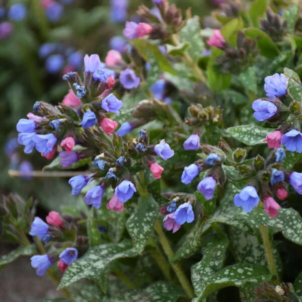 'Pink-a-Blue' Lungwort 3 'Pink-a-Blue' Lungwort