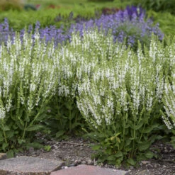 'White Profusion' Salvia -Great Garden Plants 685 White Profusion Salvia 3