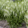 'White Profusion' Salvia -Great Garden Plants 685 White Profusion Salvia 5