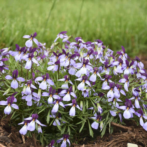 'Eco Artist Palette' Birdfoot Violet 5 'Eco Artist Palette' Birdfoot Violet - Image 3