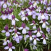 'Eco Artist Palette' Birdfoot Violet -Great Garden Plants 686 Eco Artist Palette Perennial Violet 3