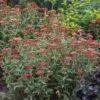 'Sassy Summer Sangria' Yarrow 1 'Sassy Summer Sangria' Yarrow -Great Garden Plants 687 Sassy Summer Sangria Yarrow 1