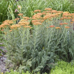 'Sassy Summer Sunset' Yarrow 7 'Sassy Summer Sunset' Yarrow -Great Garden Plants 688 Sassy Summer Sunset Yarrow 1