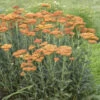 'Sassy Summer Sunset' Yarrow -Great Garden Plants 688 Sassy Summer Sunset Yarrow 4