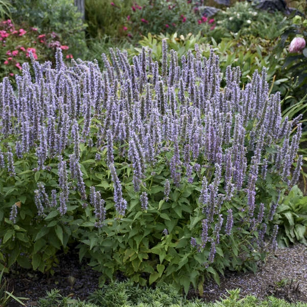'Blue Fortune' Hummingbird Mint 3 'Blue Fortune' Hummingbird Mint