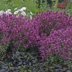 'Rosie Posie' Hummingbird Mint -Great Garden Plants 691 Rosie Posie Hummingbird Mint 3