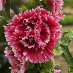 'Fiesta Time' Hollyhock 7 'Fiesta Time' Hollyhock -Great Garden Plants 693 Fiesta Time Hollyhock 1