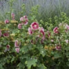 'Fiesta Time' Hollyhock -Great Garden Plants 693 Fiesta Time Hollyhock 3