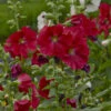 'Mars Magic' Hollyhock 2 'Mars Magic' Hollyhock -Great Garden Plants 694 Mars Magic Hollyhock 3