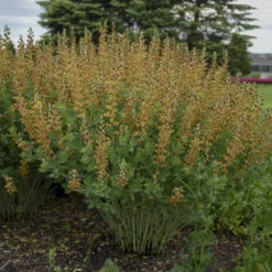 Decadence® 'Cherries Jubilee' False Indigo -Great Garden Plants 697 Decadence Cherries Jubilee False Indigo 5