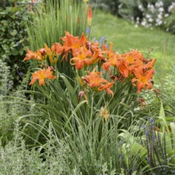 Rainbow Rhythm® 'Primal Scream' Daylily -Great Garden Plants 6a3510cfb0d3d3786f9a02dd75cd745f