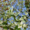 'Variegata' Siberian Bugloss 2 'Variegata' Siberian Bugloss -Great Garden Plants 701 Variegata Siberian Bugloss 1