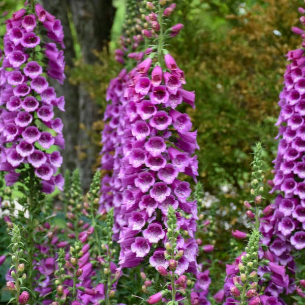 'Dalmatian Purple' Foxglove 3 'Dalmatian Purple' Foxglove