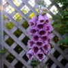 'Sugar Plum' Foxglove -Great Garden Plants 705 Sugar Plum Foxglove