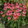 Double Dipped™ 'Rainbow Sherbet' Coneflower -Great Garden Plants 706 Double Dipped Rainbow Sherbet Coneflower 1
