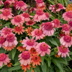 Double Dipped™ 'Rainbow Sherbet' Coneflower -Great Garden Plants 706 Double Dipped Rainbow Sherbet Coneflower 2
