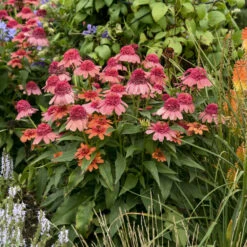 Double Dipped™ 'Rainbow Sherbet' Coneflower -Great Garden Plants 706 Double Dipped Rainbow Sherbet Coneflower 4