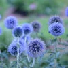'Blue Glow' Globe Thistle -Great Garden Plants 707 Blue Glow Globe Thistle 2