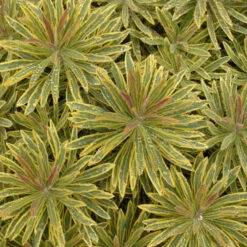 'Ascot Rainbow' Spurge 8 'Ascot Rainbow' Spurge -Great Garden Plants 708 Ascot Rainbow Spurge 3
