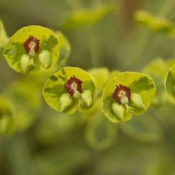 'Ascot Rainbow' Spurge 9 'Ascot Rainbow' Spurge -Great Garden Plants 708 Ascot Rainbow Spurge 4
