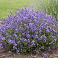 'Essence Purple' Lavender