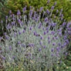 'Silver Mist' Lavender -Great Garden Plants 713 Silver Mist Lavender 1