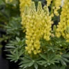 Mini Gallery™ Yellow Lupine -Great Garden Plants 717 Mini Gallery Yellow Lupine 1