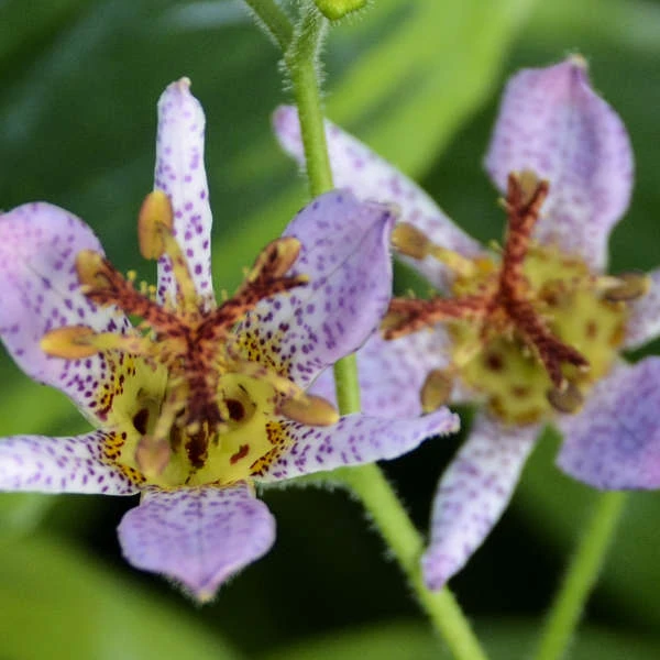'Autumn Glow' Formosa Toad Lily 3 'Autumn Glow' Formosa Toad Lily