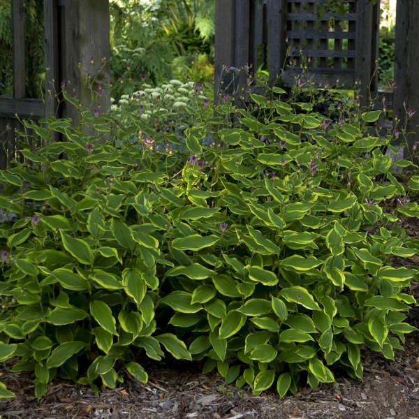 'Autumn Glow' Formosa Toad Lily 5 'Autumn Glow' Formosa Toad Lily - Image 3